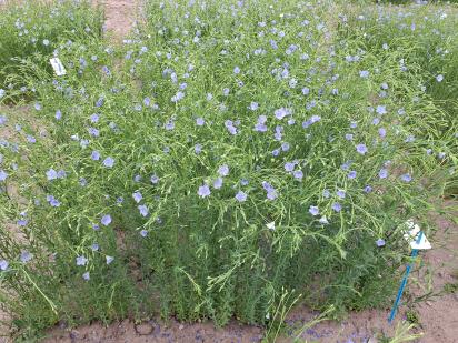 Click for 1 image(s) for this accession.